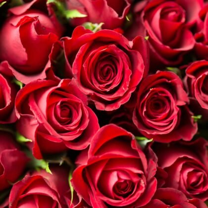 Rote Rosen frisch gebunden vom Floristen in Wilhelmshaven